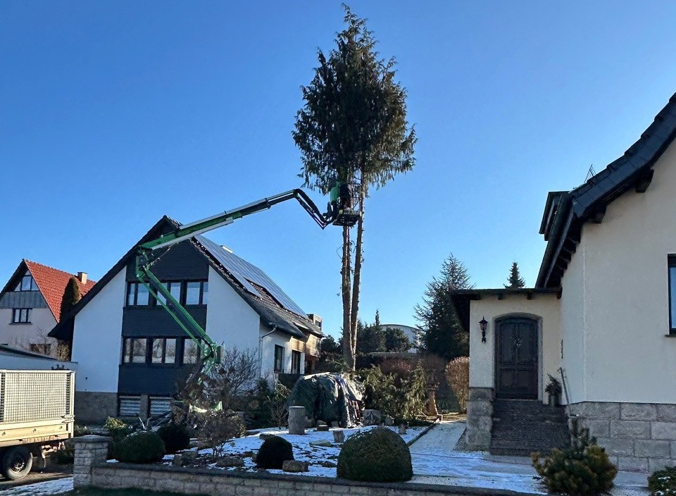 Hubarbeitsbühne bei Holzfällarbeiten an einem Baum
